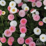 English Daisy - Pomponetts Mix 9cm