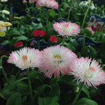 English Daisy - Strawberries & Cream 9cm