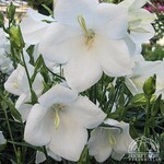 Bellflower Rapido White 15cm