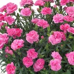 Dianthus -Sunflor Bowie 11cm