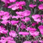 Dianthus Firewitch 11cm