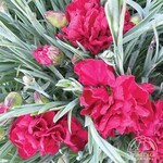 Dianthus - Scent First Passion 11cm