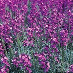Wallflower / Erysimum 'Bowles' Mauve 11cm