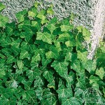 Baltic Ivy - 9cm