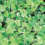 English Ivy 9cm