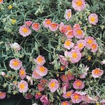 Helianthemum / Wisley Pink 9cm