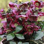 Helleborus Anna's Red 15cm