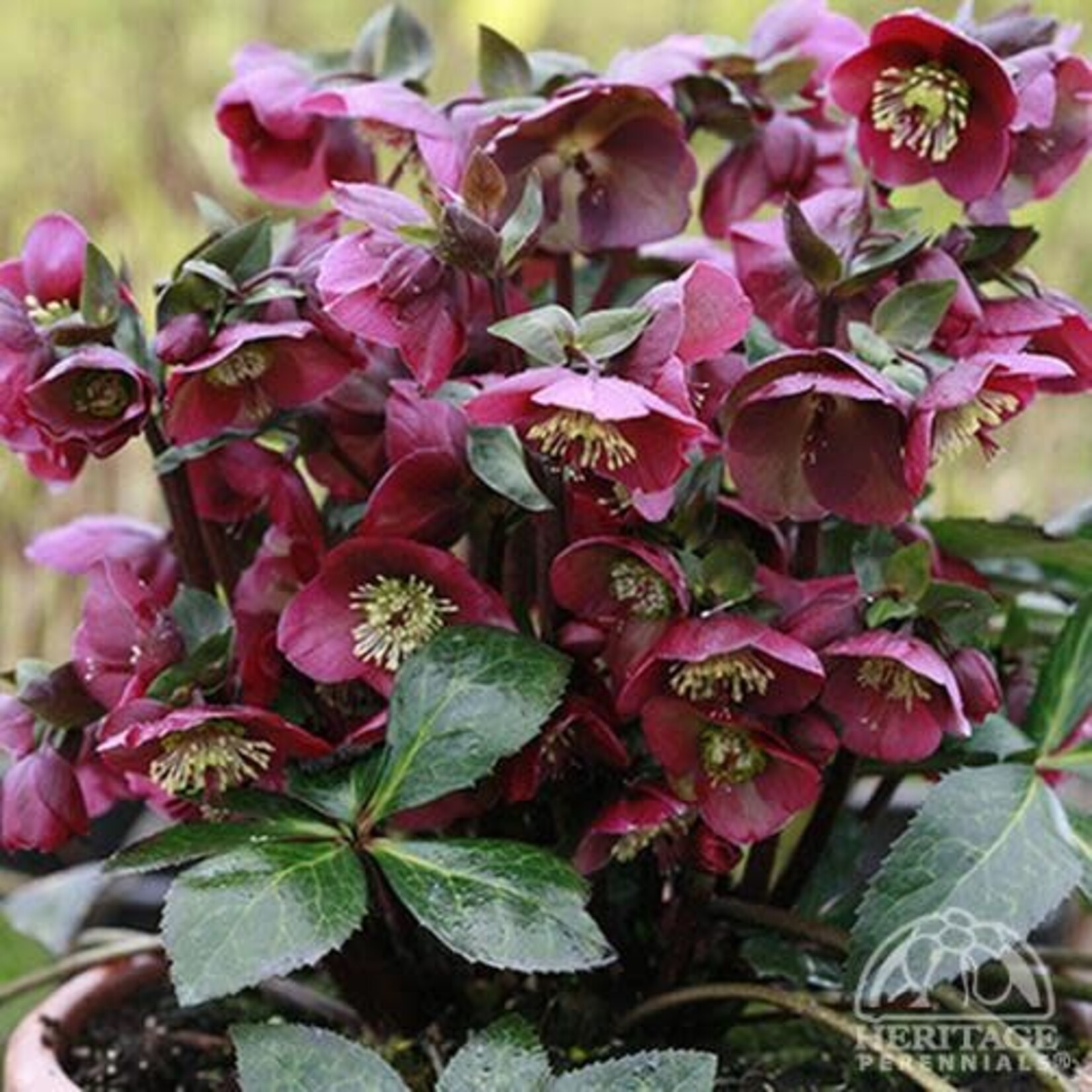Helleborus Anna's Red 15cm