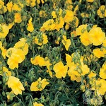 Helianthemum / Rock Rose Primrose  9cm