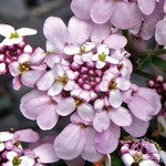 Candytuft Pink Ice 9cm