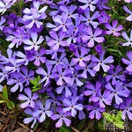 Phlox Violet Pinwheels 9cm