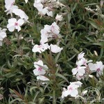 Phlox Amazing Grace 9cm