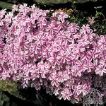 Creeping Phlox - Candy Stripe 9cm