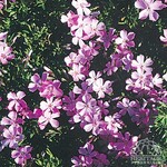 Phlox Emerald Pink 9cm
