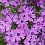 Phlox Purple  Beauty 9cm