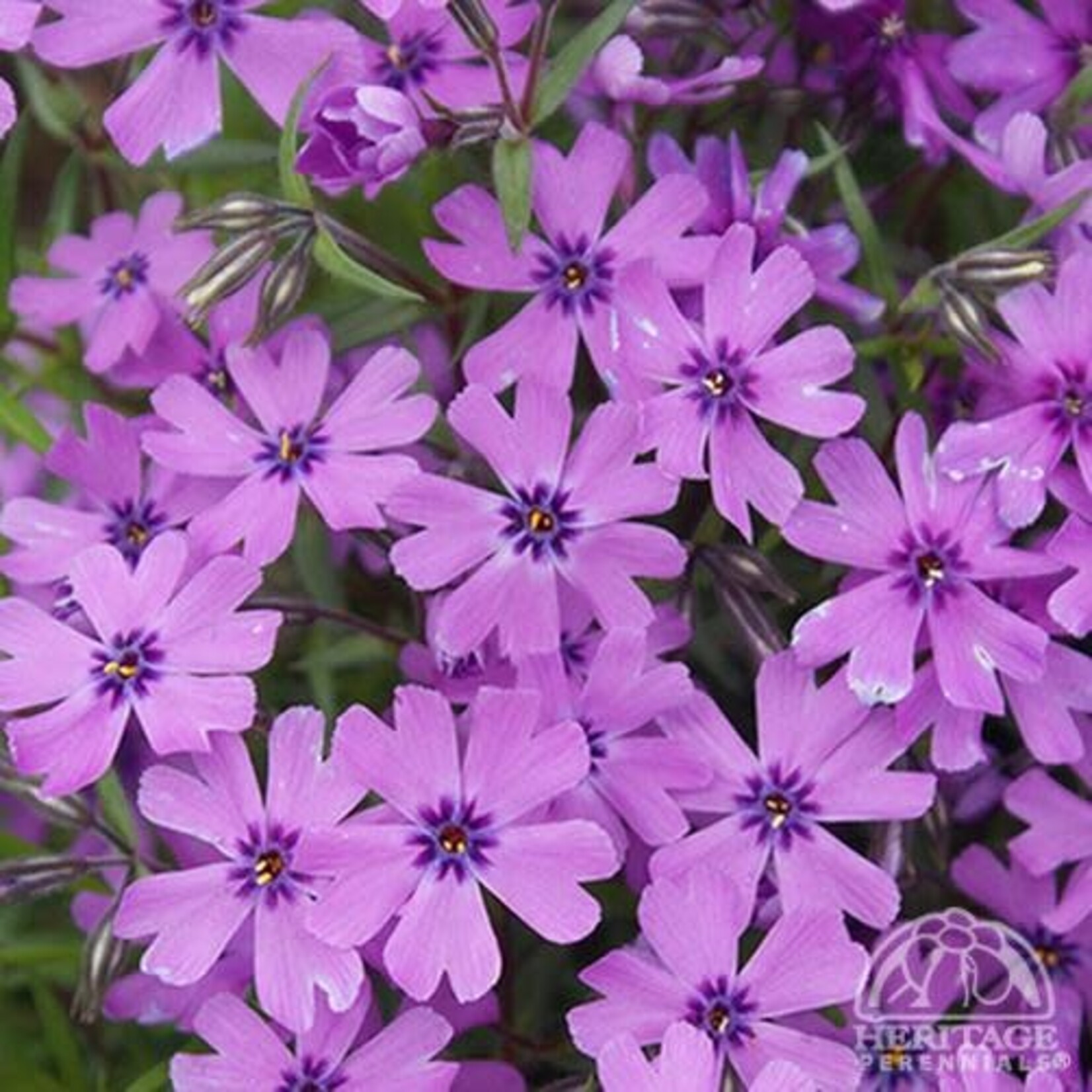Phlox Purple  Beauty 9cm