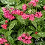 Pulmonaria - Shrimps in the Barbie  15cm Lungwort