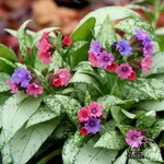 Lungwort Silver Bouquet 15cm