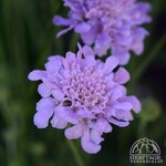 Deep Blue Pincushion Flower / SCABIOSA FLUTTER  11cm