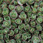 Sedum - Sunsparkler Lime Zinger 9cm