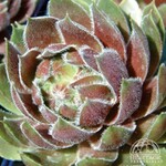 Hen's & Chicks Commander Hay 9cm