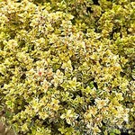 Thyme Gold Edge 9cm