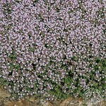 Thyme Pink Chintz 9cm
