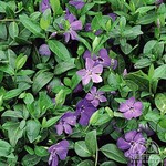Periwinkle 9cm