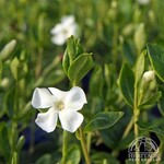 Van Noort Periwinkle White 9cm