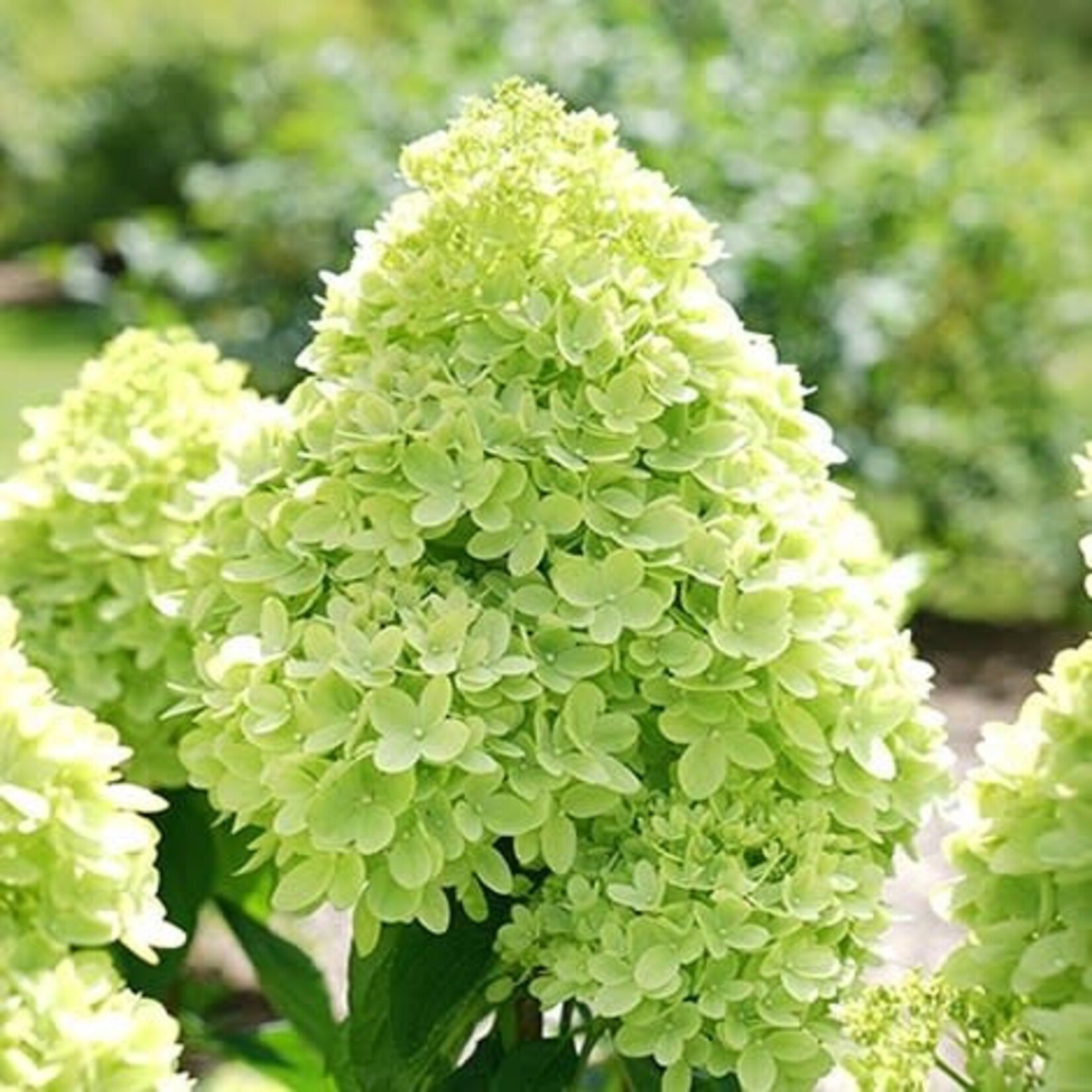 Hydrangea paniculata 'Limelight' PW  2Gal.