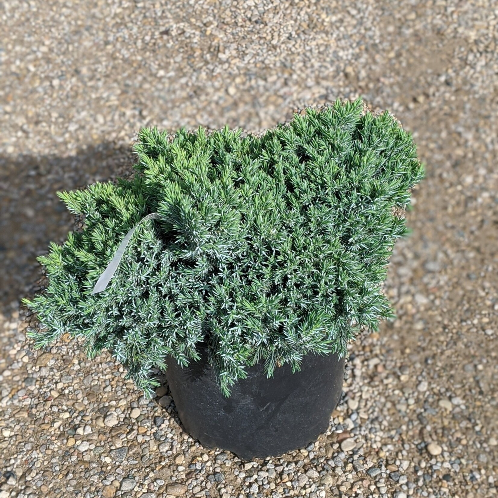 JUNIPER BLUE STAR 3GAL 30CM