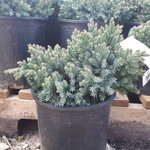 JUNIPER Blue Star 1Gal.