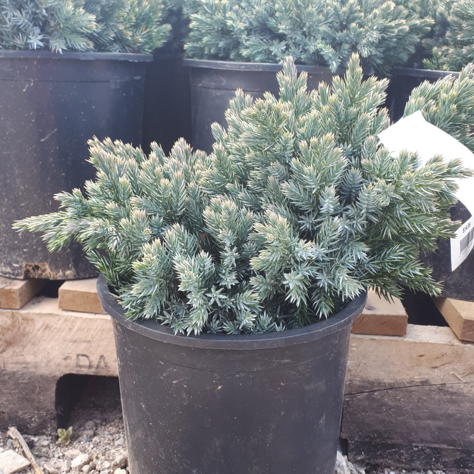 JUNIPER Blue Star 1Gal.