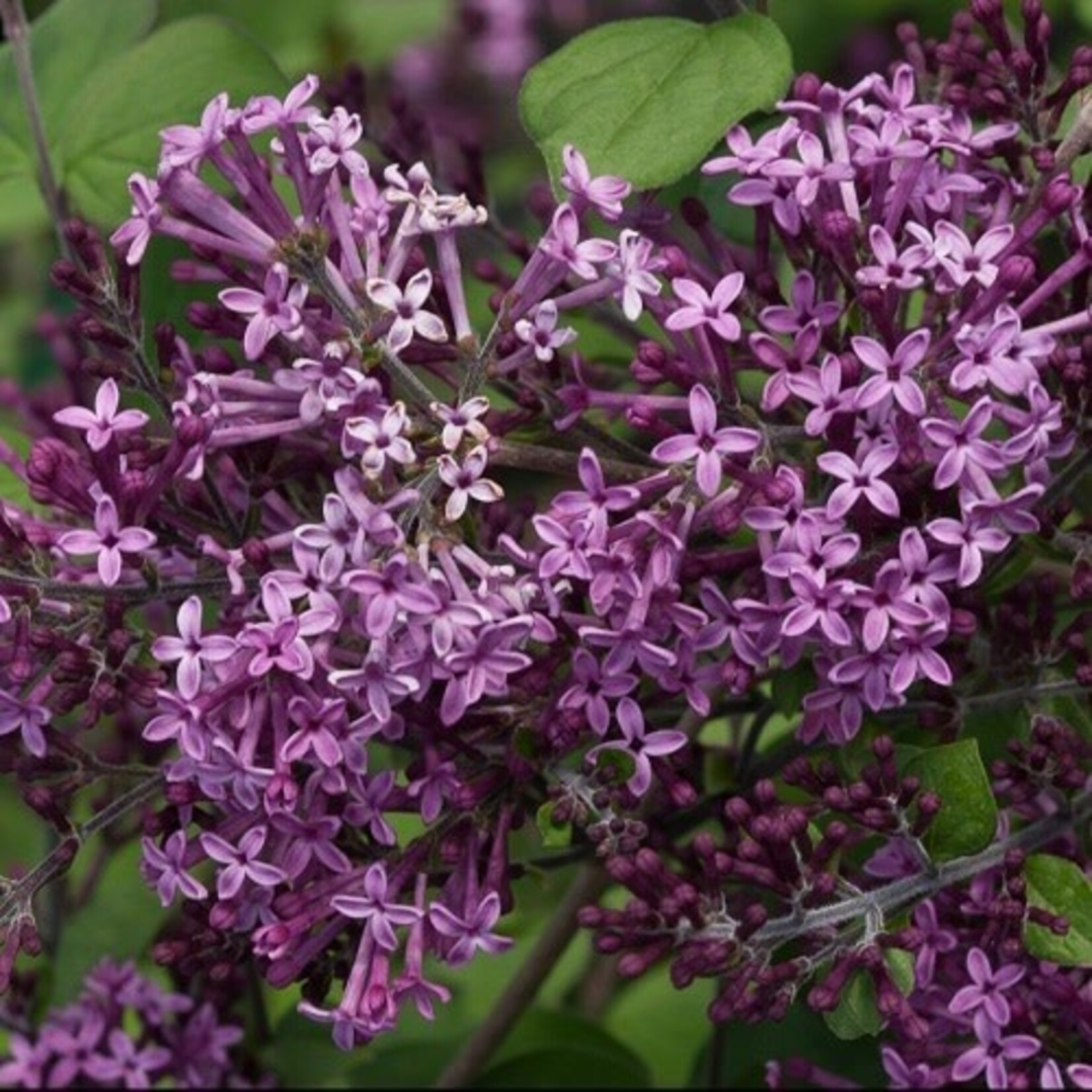 Syringa x Bloomerang  Dark Purple Lilac PW 2Gal.