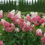 Hydrangea  pan. Pinky Winky Prime PW 2G