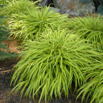 Hakonechloa m.  All Gold Japanese Forest Grass 1G