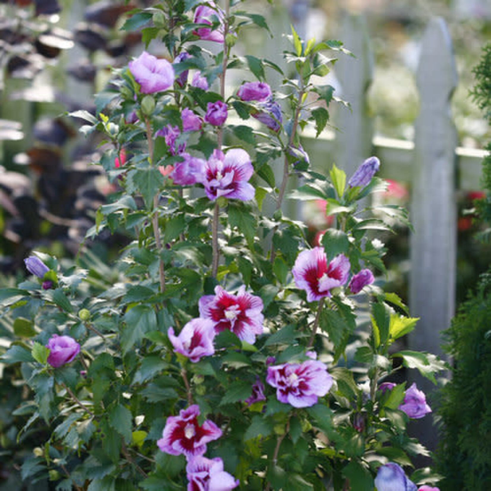 Rose of Sharon Purple Pillar 2g 50cm/20"