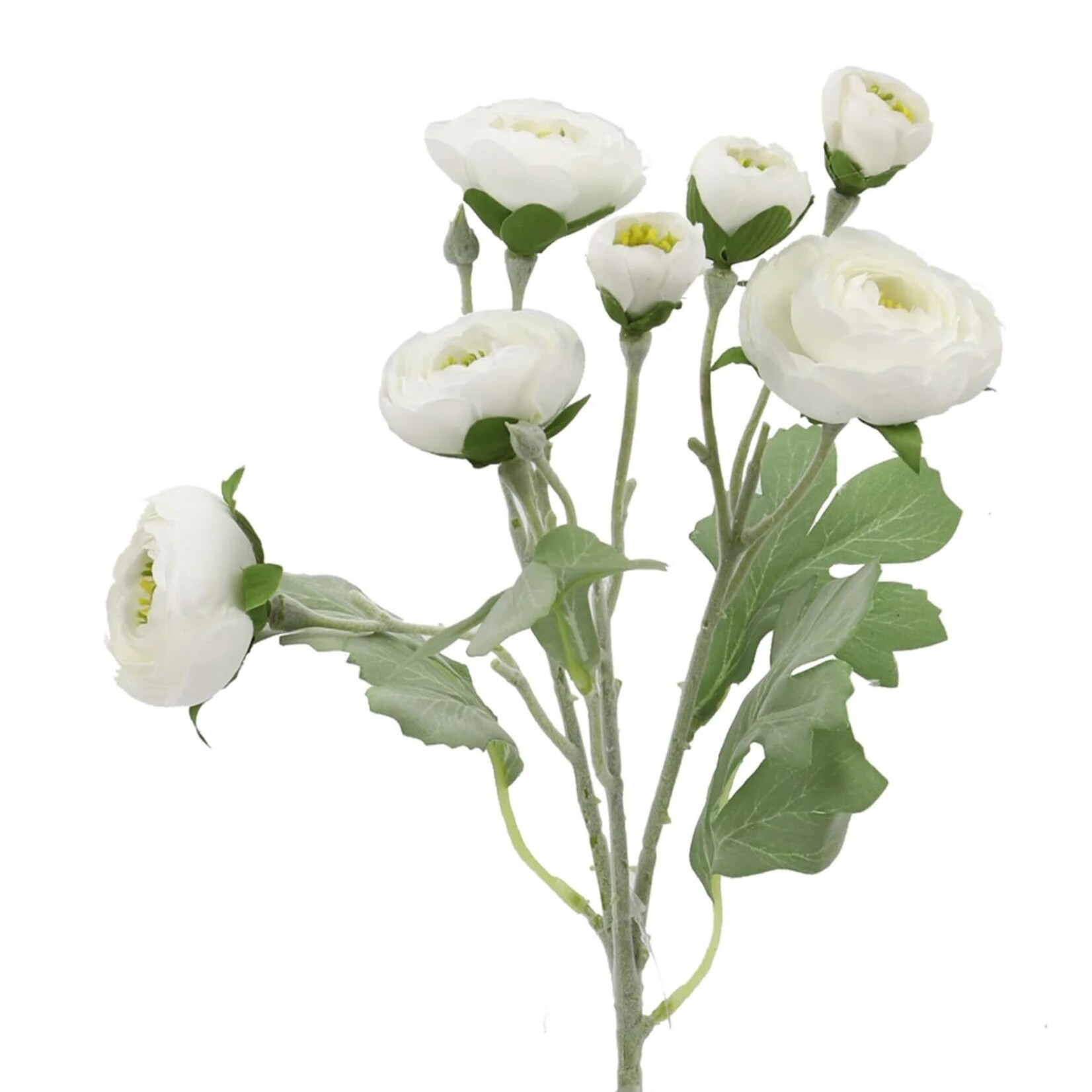 White Ranunculus Pick (7 Stems 19")