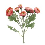 Salmon  Ranunculus Pick  (7 Stems 19")