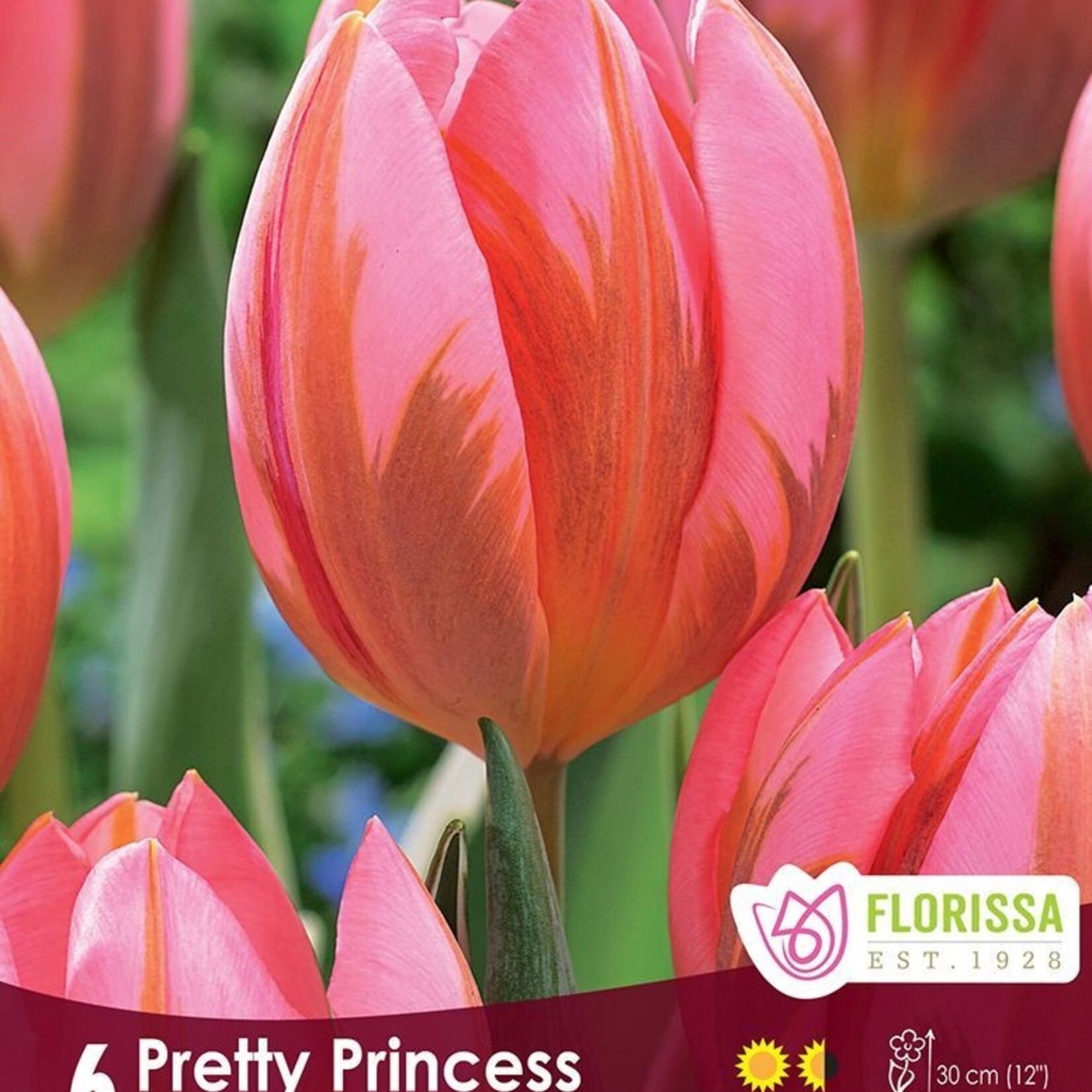 Van Noort Tulip Pretty Princess 6/Pkg