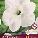 Van Noort Narcissus Falmouth Bay 5/Pkg