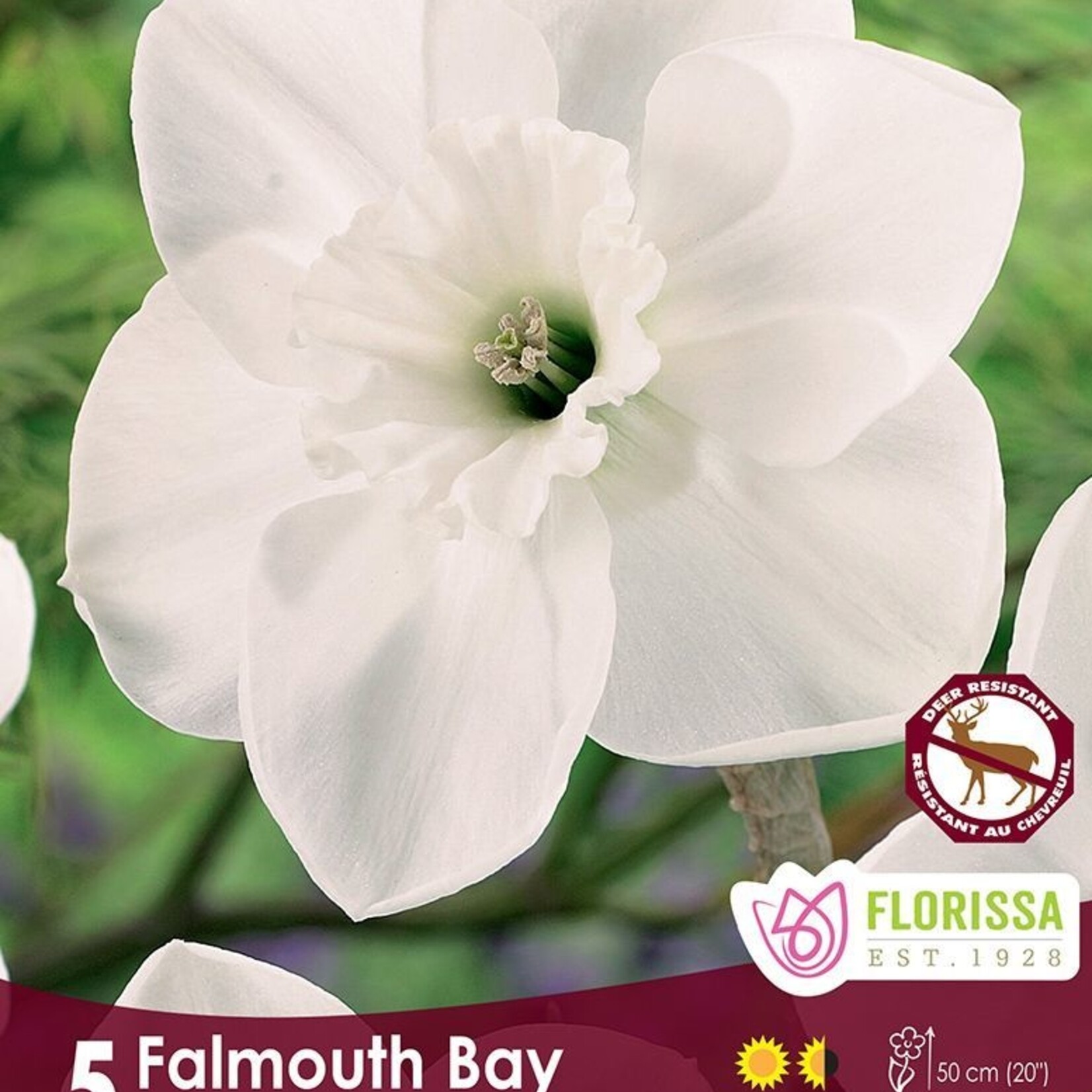 Van Noort Narcissus Falmouth Bay 5/Pkg
