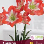 Van Noort Amaryllis Bulb Minerva 1/Pkg