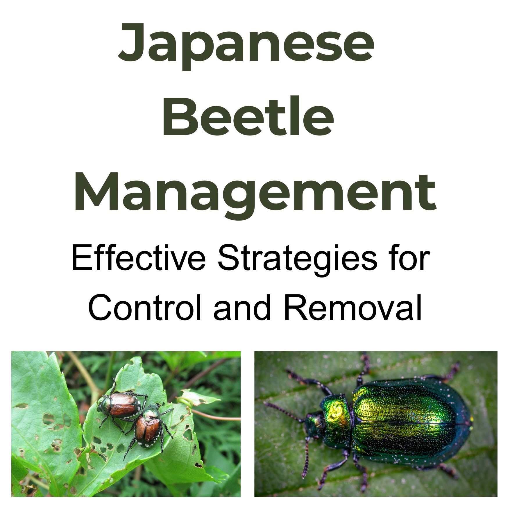 Understanding Japanese Beetles: A Gardener's Guide
