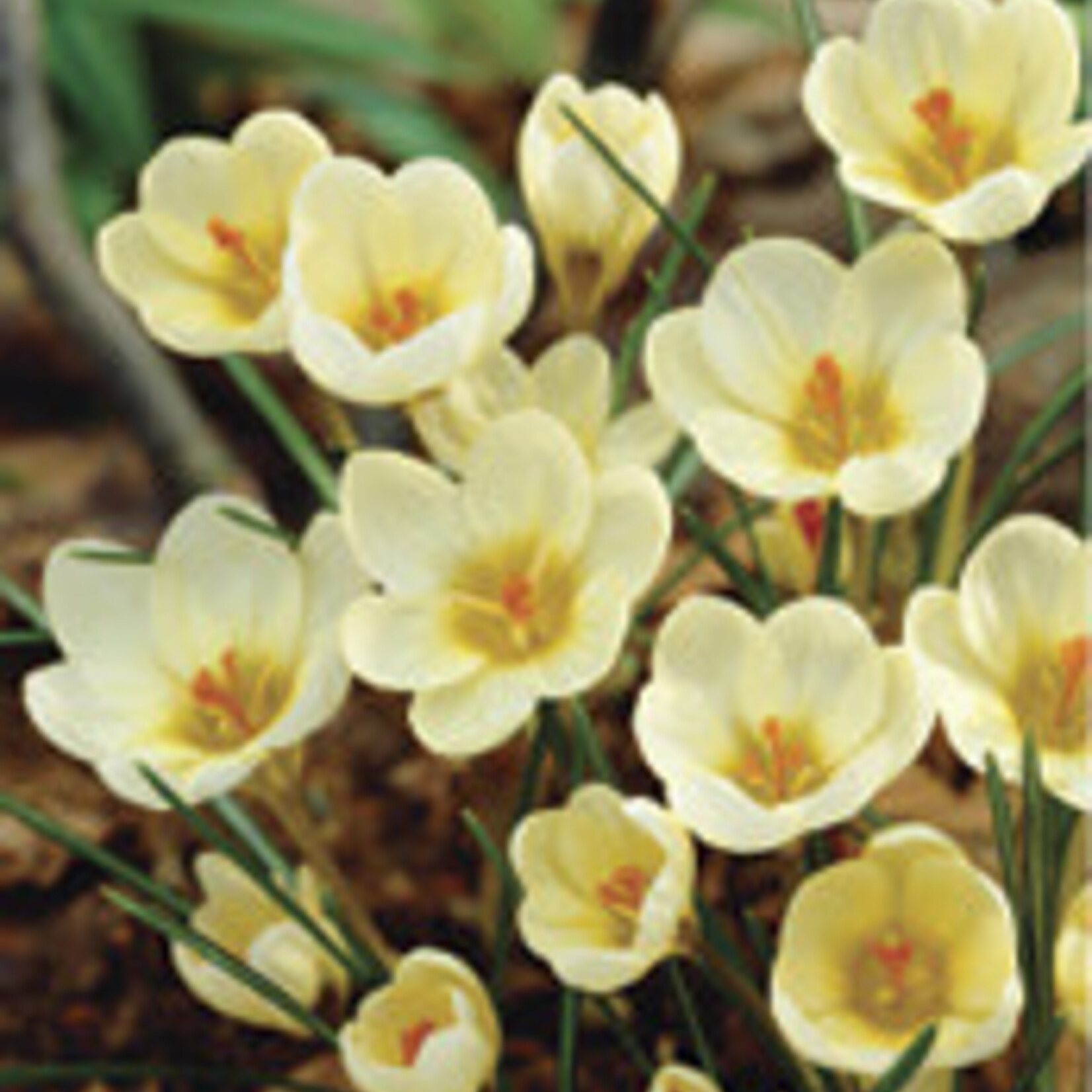 Van Noort SNOWCROCUS Cream Beauty Pkg.20
