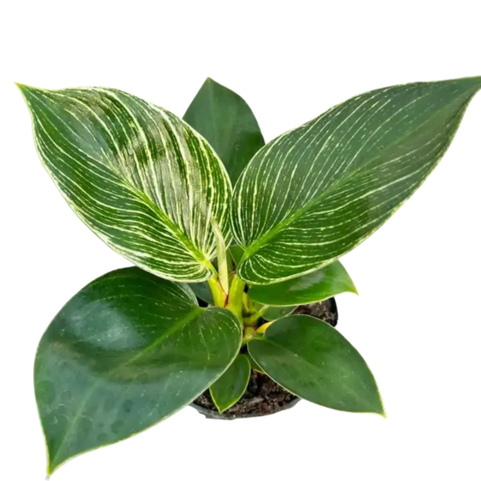 4" Philodendron Birkin