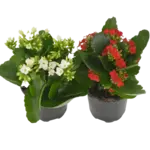 4" Kalanchoes