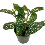 4" Begonia Maculata White