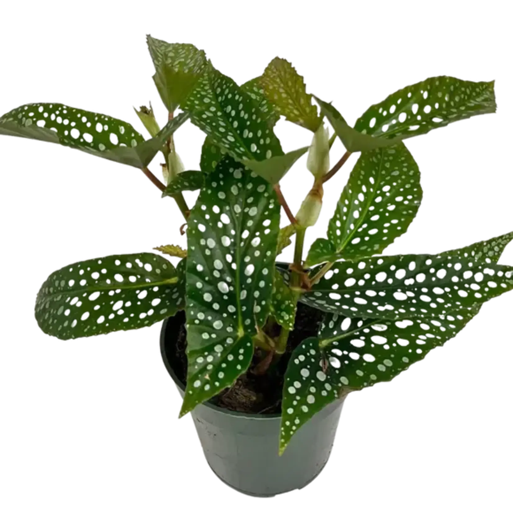 4" Begonia Maculata White