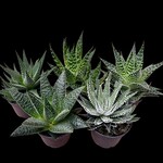 2.5" Hawarthia / Gasteria / Aloe Mix Assorted